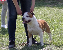 Staffordshire Bull Terrier 